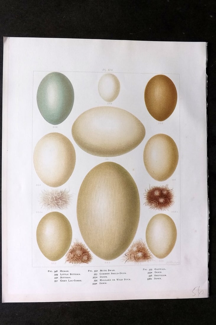 Frohawk, Frederick 1898 Bird Egg Print. Heron, Goose, Swan, Duck: Chromolithograph Published 1896-98, London for "British Birds with their Nests and Eggs" by Arthur G. Butler. Illustrated by Frederick William Frohawk. Paper Size: 12 x 9.5 inch (31 x 24cm) Good Condi