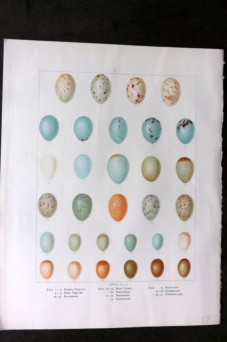 Frohawk, Frederick 1898 Bird Egg Print. Thrush, Blackbird, Ring Ouzel, Redbreast (1 of 1)