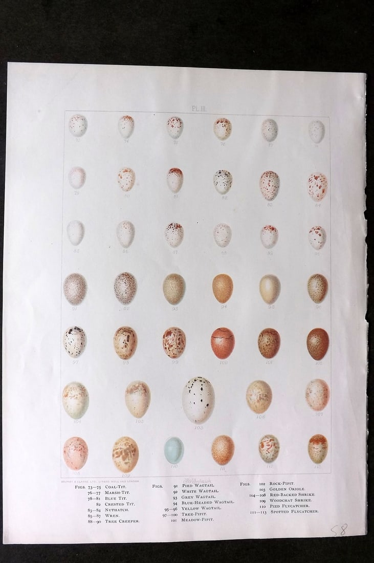 Frohawk, Frederick 1898 Bird Egg Print. Tit, Wagtail, Oriole, Shrike (1 of 1)
