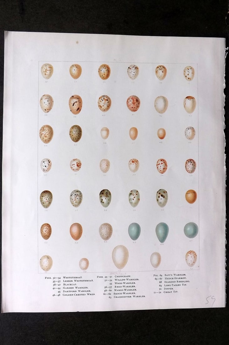 Frohawk, Frederick 1898 Bird Egg Print. Warblers, Tit, Hedge-Sparrow (1 of 1)