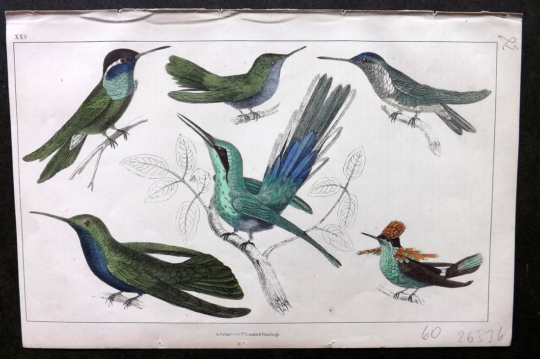 Goldsmith, Oliver C1850 Hand Col Bird Print. Hummingbirds 25 (1 of 1)