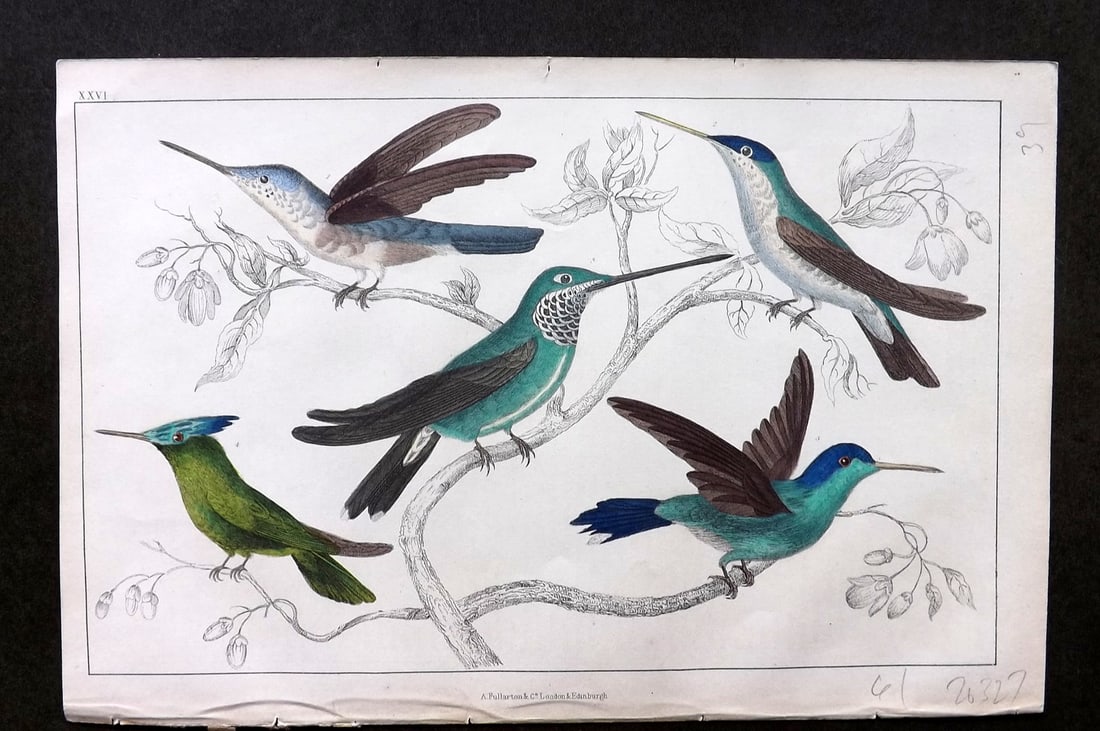 Goldsmith, Oliver C1850 Hand Col Bird Print. Hummingbirds 26 (1 of 1)