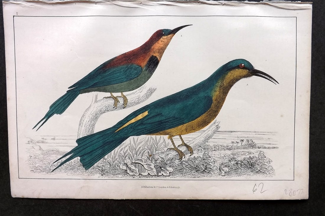 Goldsmith C1850 Hand Col Bird Print. Red Winged & Blue Headed Bee Eater 01 (1 of 1)