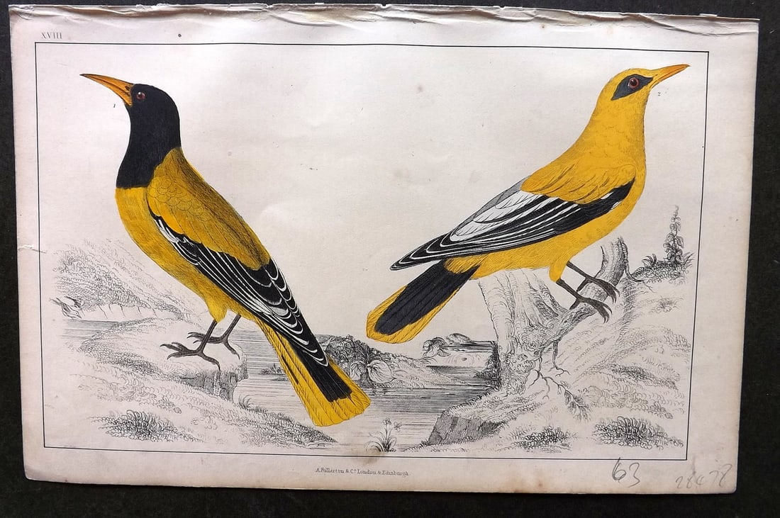 Goldsmith C1850 Hand Col Bird Print. Black Headed & Black Cheeked Oriole 18 (1 of 1)