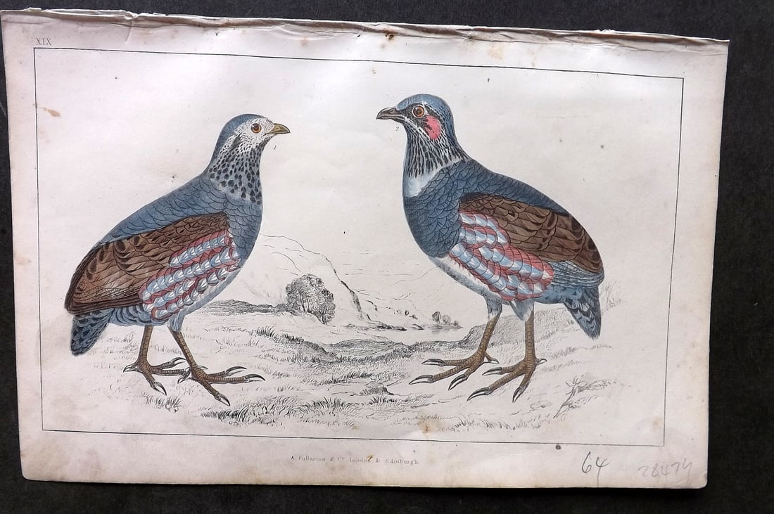 Goldsmith C1850 Hand Col Bird Print. Large Footed Partridge 19: Hand Colored Etching/Engraving Published C1850 by A. Fullarton & Co., London for "A History of the Earth and Animated Nature" by Oliver Goldsmith. Paper Size: 10 x 6 inch (25 x 16cm) Minor background 