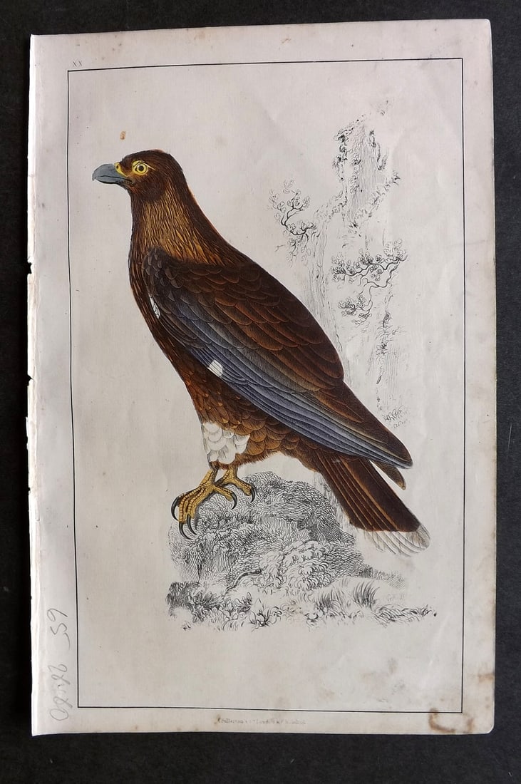 Goldsmith C1850 Hand Col Bird Print. New Zealand Caracara 20 (1 of 1)