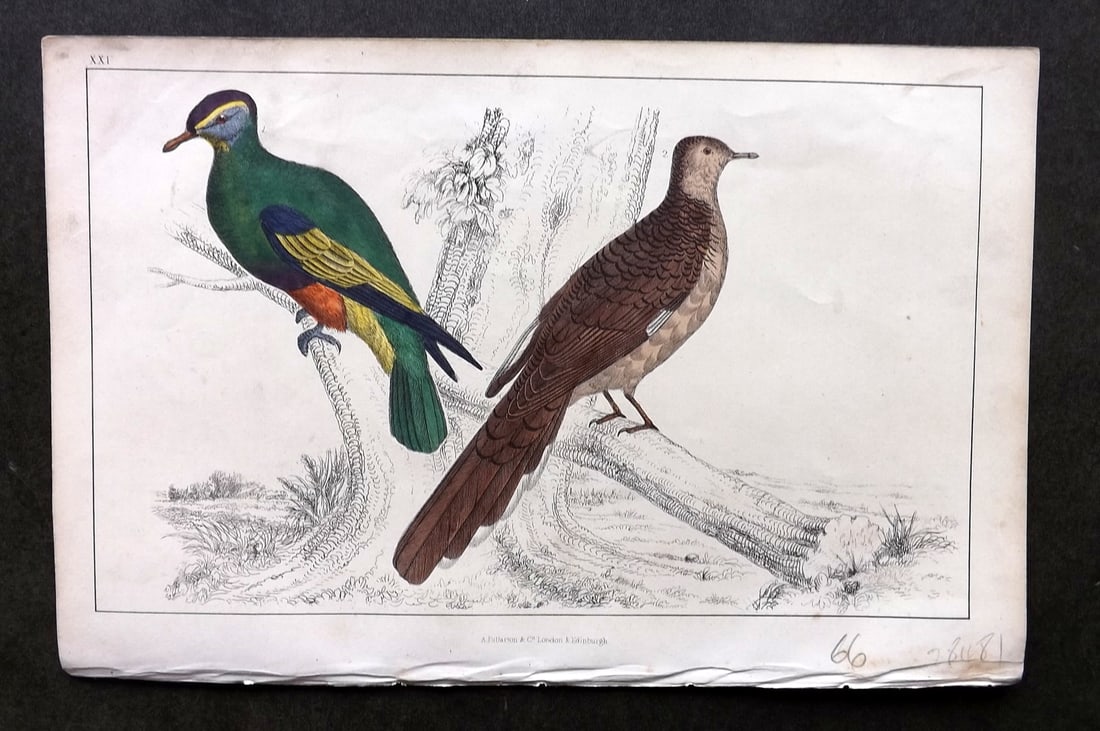 Goldsmith C1850 Hand Col Bird Print. Purple Crowned & Red Collared Pigeon 21 (1 of 1)