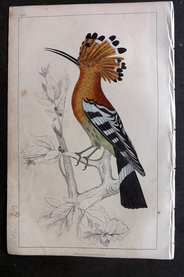 Goldsmith C1850 Hand Col Bird Print. Hoopoe 22 (1 of 1)