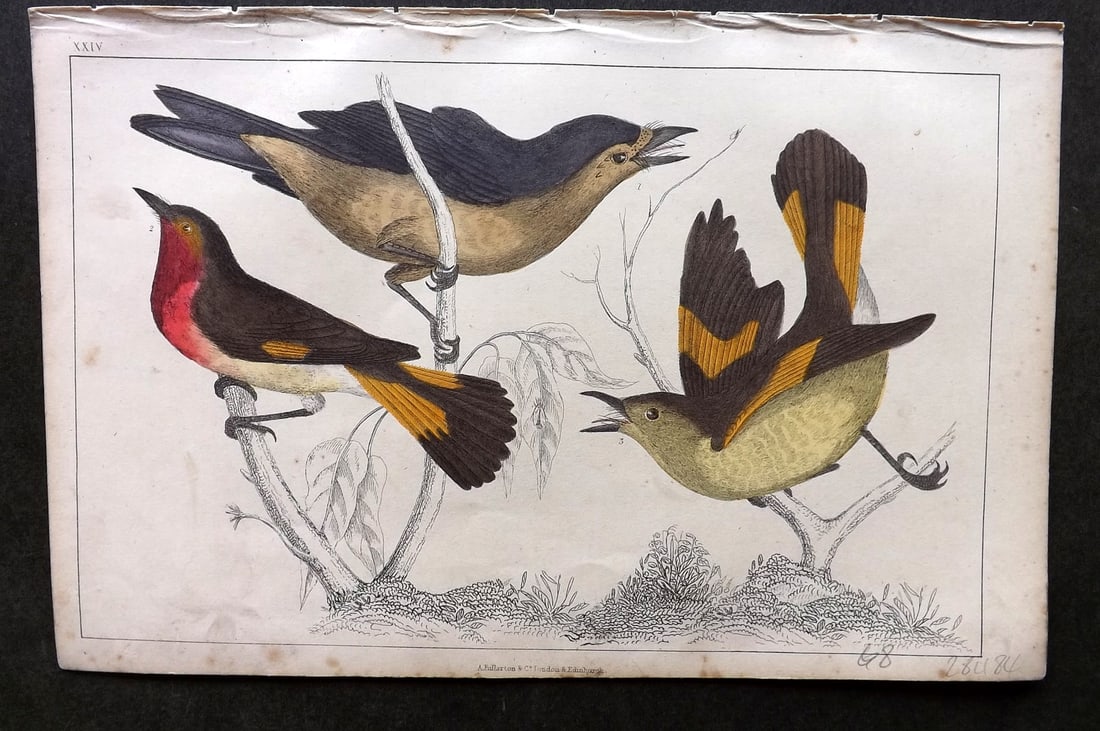 Goldsmith C1850 Hand Col Bird Print. Gnat Catchers 24: Hand Colored Etching/Engraving Published C1850 by A. Fullarton & Co., London for "A History of the Earth and Animated Nature" by Oliver Goldsmith. Paper Size: 10 x 6 inch (25 x 16cm) Minor background 