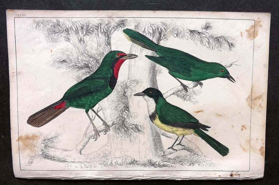 Goldsmith C1850 Hand Col Bird Print. Thrush Shrikes 28 (1 of 1)