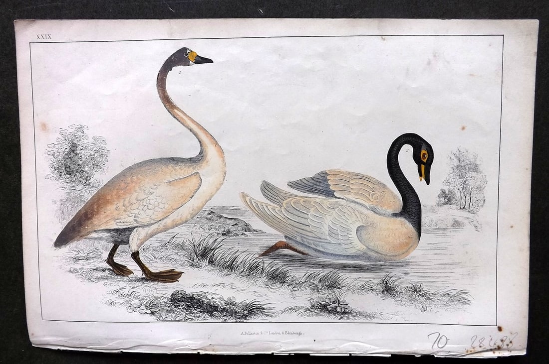 Goldsmith C1850 Hand Col Bird Print. Bewick's & Black Necked Swan 29 (1 of 1)