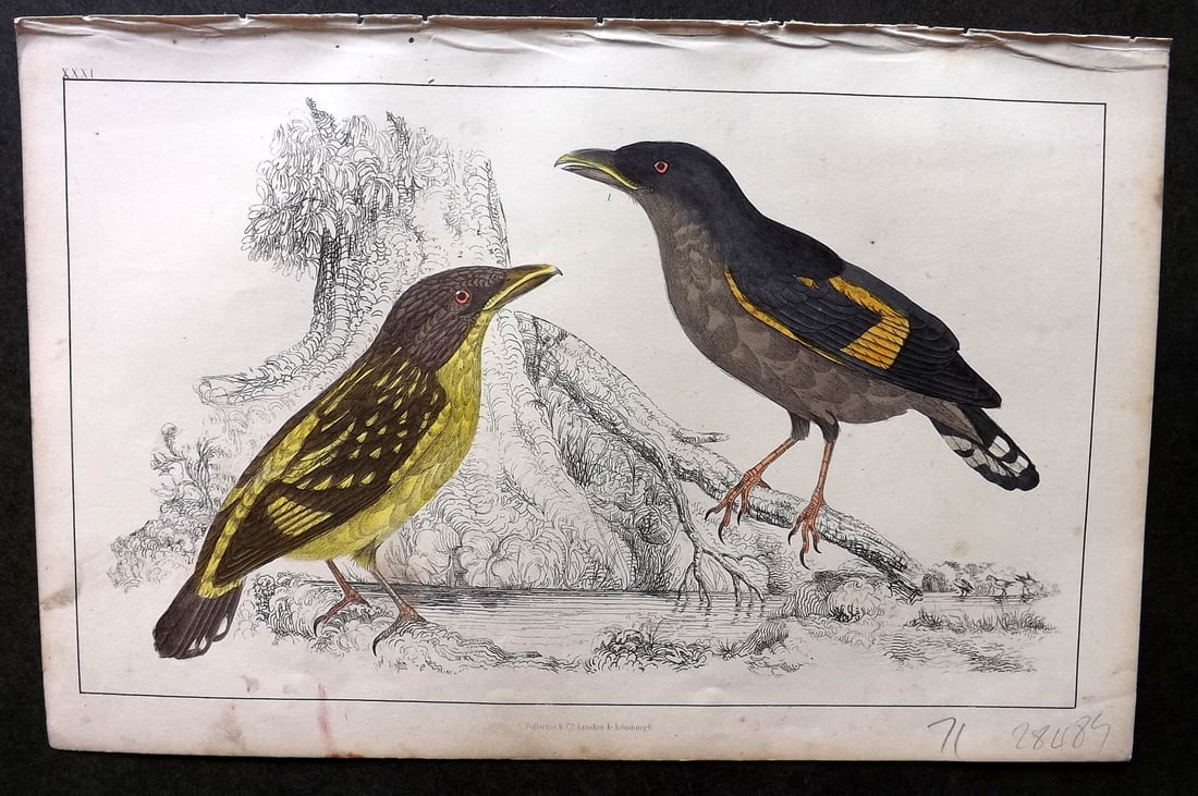Goldsmith C1850 Hand Col Bird Print. Horsfield's Eurylaime 31: Hand Colored Etching/Engraving Published C1850 by A. Fullarton & Co., London for "A History of the Earth and Animated Nature" by Oliver Goldsmith. Paper Size: 10 x 6 inch (25 x 16cm) Good Condition