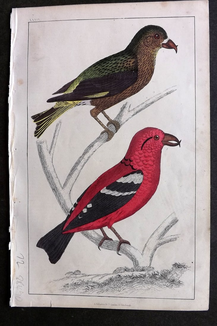 Goldsmith C1850 Hand Col Bird Print. American & White Winged Crossbill 34 (1 of 1)