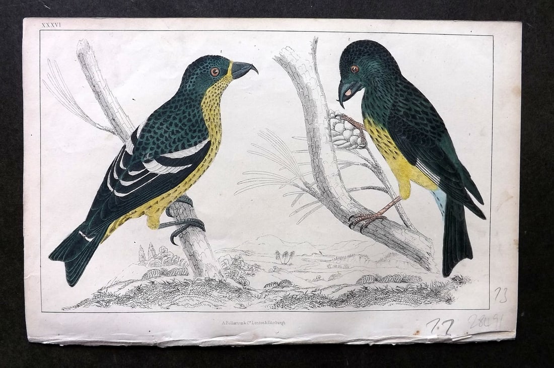 Goldsmith C1850 Hand Col Bird Print. American & White Winged Crossbill 36 (1 of 1)
