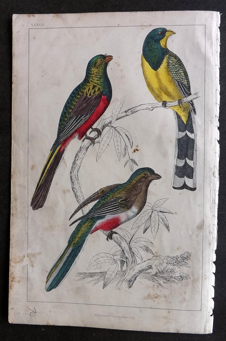 Goldsmith C1850 Hand Col Bird Print. Reinwardt's & Flower Courouncoui 37 (1 of 1)