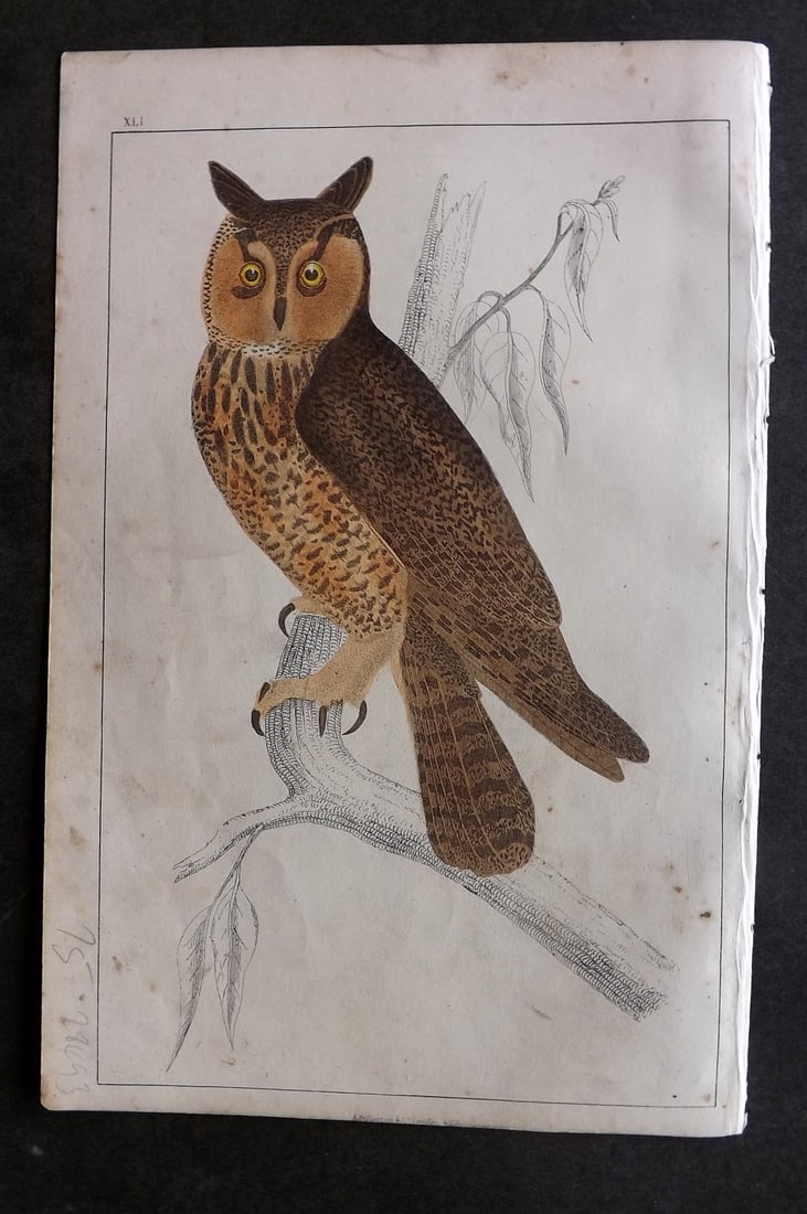 Goldsmith C1850 Hand Col Bird Print. Long Eared Owl 41 (1 of 1)