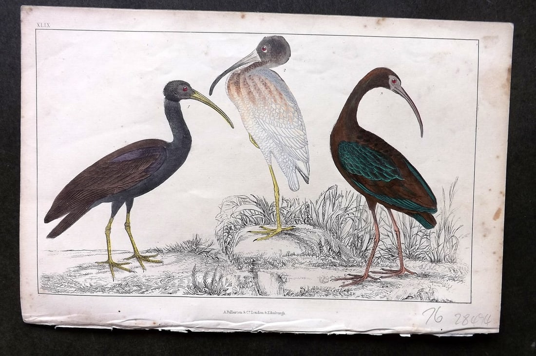 Goldsmith C1850 Hand Col Bird Print. Papillated, White, Metallic Ibis 49 (1 of 1)