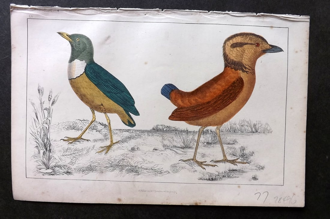 Goldsmith C1850 Hand Col Bird Print. Macklot's & Giant Breve 55: Hand Colored Etching/Engraving Published C1850 by A. Fullarton & Co., London for "A History of the Earth and Animated Nature" by Oliver Goldsmith. Paper Size: 10 x 6 inch (25 x 16cm) Minor background 