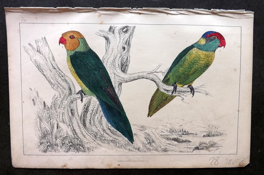 Goldsmith C1850 Hand Col Bird Print. Slender & Iris Parrakeet 61: Hand Colored Etching/Engraving Published C1850 by A. Fullarton & Co., London for "A History of the Earth and Animated Nature" by Oliver Goldsmith. Paper Size: 10 x 6 inch (25 x 16cm) Minor background 