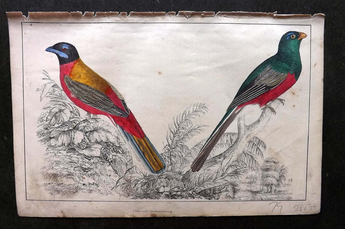 Goldsmith C1850 Hand Col Bird Print. Duvancel's & Narina Trogon 64 (1 of 1)