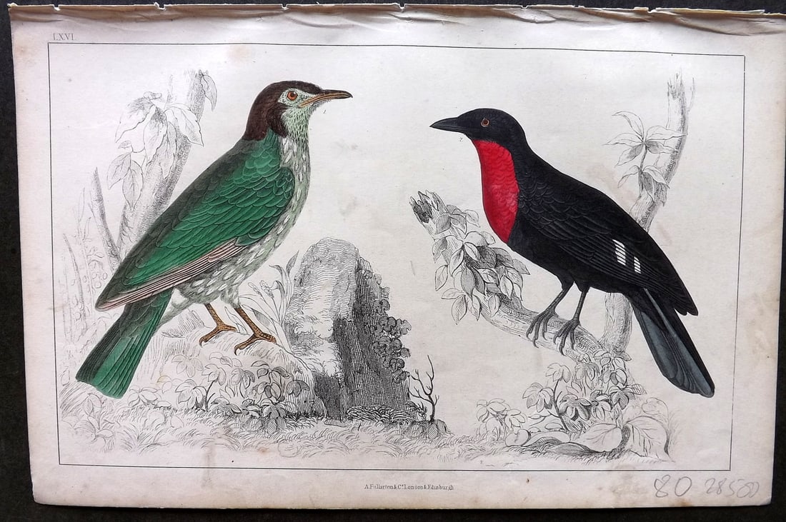 Goldsmith C1850 HC Bird Print Araponga Summer Bird & Red-Breasted Fruit Crow 66: Hand Colored Etching/Engraving Published C1850 by A. Fullarton & Co., London for "A History of the Earth and Animated Nature" by Oliver Goldsmith. Paper Size: 10 x 6 inch (25 x 16cm) Minor background 