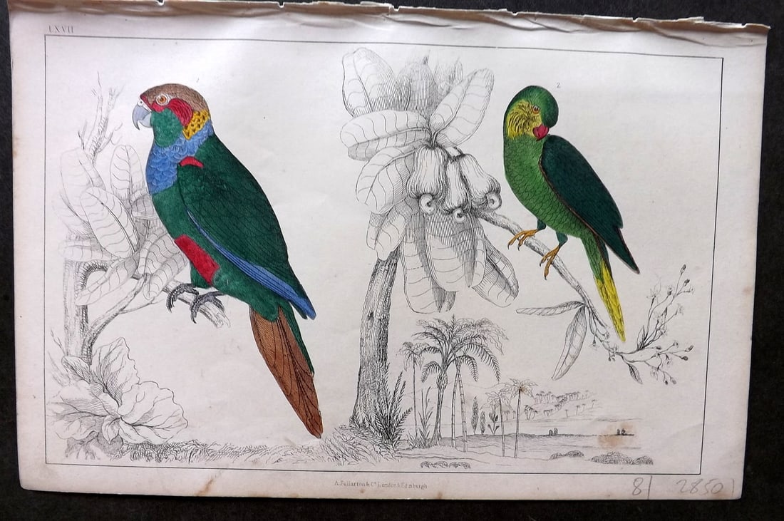 Goldsmith C1850 Hand Col Bird Print. Tiriba & Coquette Parrakeet 67: Hand Colored Etching/Engraving Published C1850 by A. Fullarton & Co., London for "A History of the Earth and Animated Nature" by Oliver Goldsmith. Paper Size: 10 x 6 inch (25 x 16cm) Minor background 
