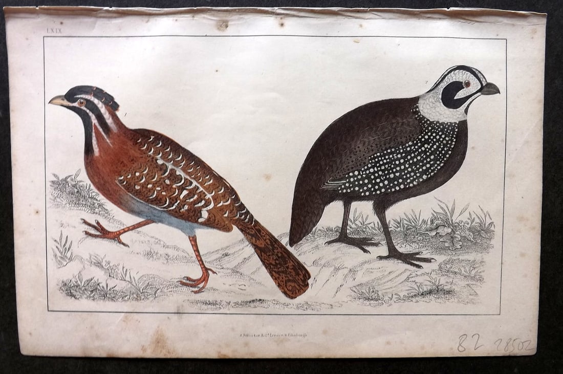 Goldsmith C1850 Hand Col Bird Print. Long Tailed & Montezuma's Quail 69: Hand Colored Etching/Engraving Published C1850 by A. Fullarton & Co., London for "A History of the Earth and Animated Nature" by Oliver Goldsmith. Paper Size: 10 x 6 inch (25 x 16cm) Minor background 