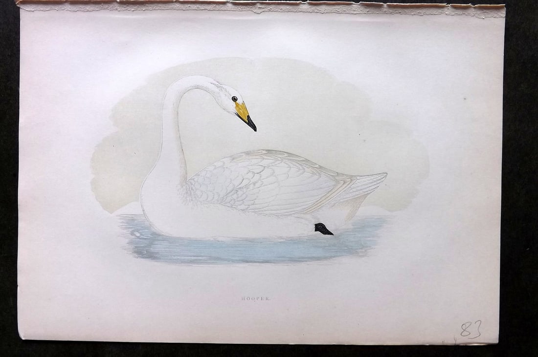 Morris, Francis 1903 Hand Col Bird Print. Hooper Swan: Woodblock Published 1903, London for "A History of British Birds" by the Rev. Francis Orpen Morris. Printed in colours and finished by hand. Paper Size: 10 x 7 inch (25 x 18cm) Good Condition