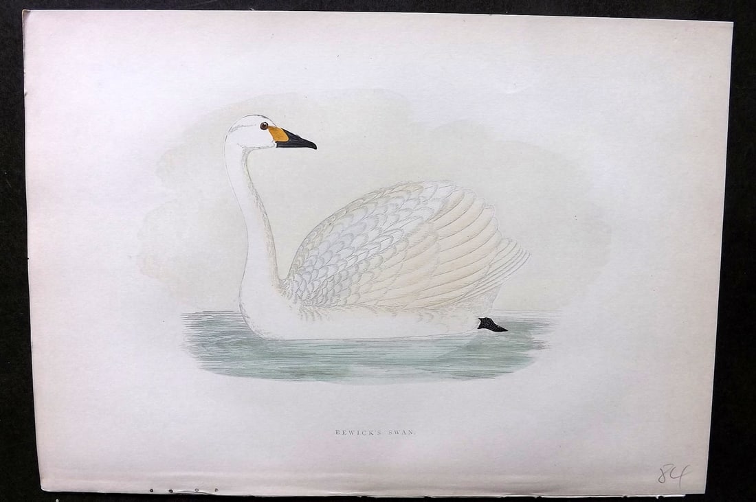 Morris, Francis 1903 Hand Col Bird Print. Bewick's Swan: Woodblock Published 1903, London for "A History of British Birds" by the Rev. Francis Orpen Morris. Printed in colours and finished by hand. Paper Size: 10 x 7 inch (25 x 18cm) Good Condition