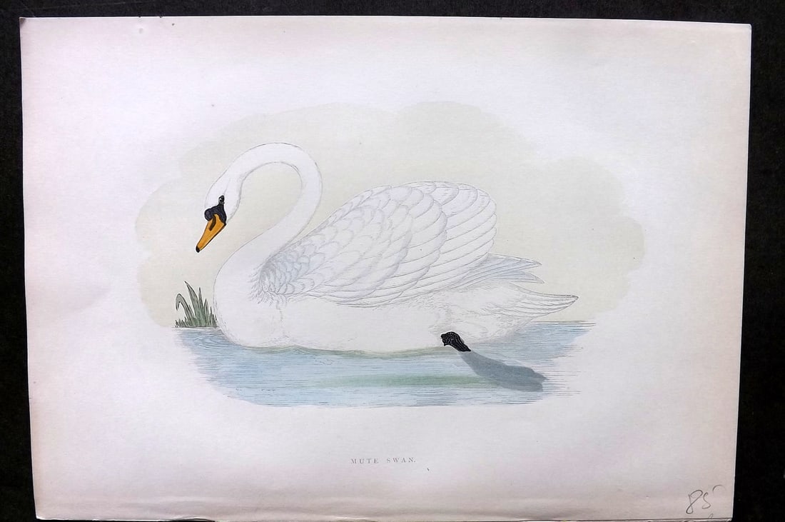 Morris, Francis 1903 Hand Col Bird Print. Mute Swan: Woodblock Published 1903, London for "A History of British Birds" by the Rev. Francis Orpen Morris. Printed in colours and finished by hand. Paper Size: 10 x 7 inch (25 x 18cm) Good Condition