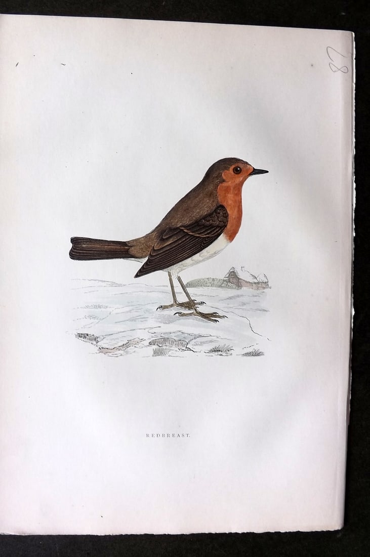 Morris, Francis 1903 Hand Col Bird Print. Robin Redbreast: Woodblock Published 1903, London for "A History of British Birds" by the Rev. Francis Orpen Morris. Printed in colours and finished by hand. Paper Size: 10 x 7 inch (25 x 18cm) Good Condition