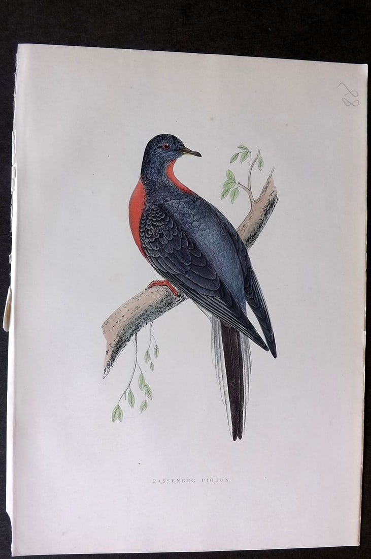 Morris, Francis 1903 Hand Col Bird Print. Extinct Passenger Pigeon: Woodblock Published 1903, London for "A History of British Birds" by the Rev. Francis Orpen Morris. Printed in colours and finished by hand. Paper Size: 10 x 7 inch (25 x 18cm) Good Condition