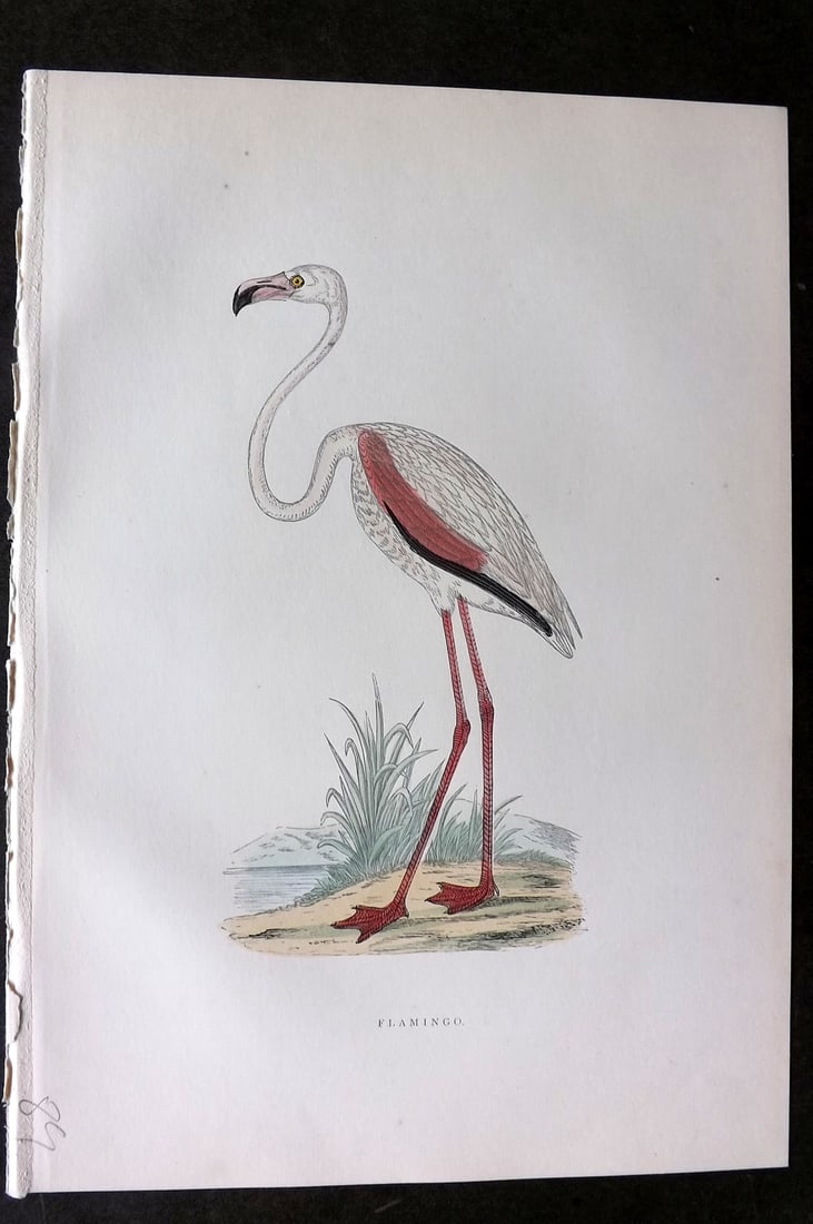 Morris, Francis 1903 Hand Col Bird Print. Flamingo (Rare) (1 of 1)