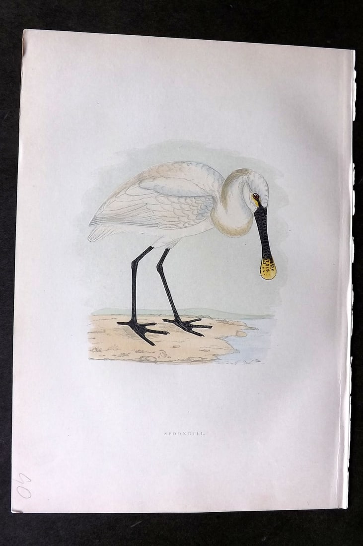 Morris, Francis 1903 Hand Col Bird Print. Spoonbil (1 of 1)
