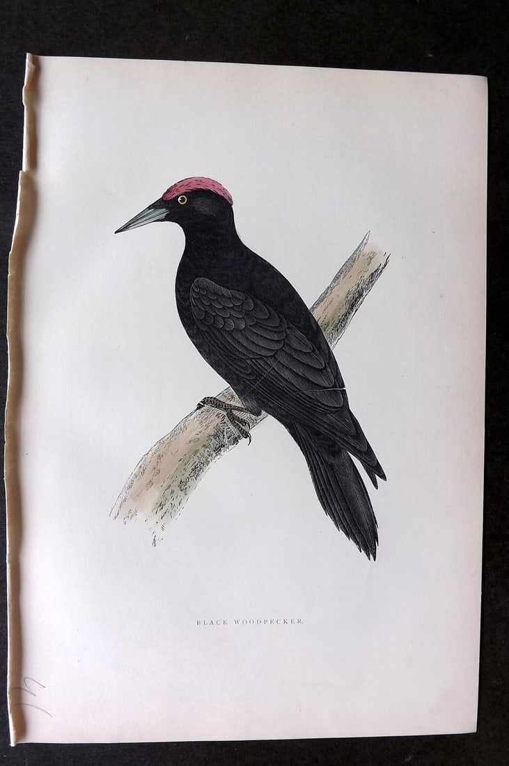 Morris, Francis 1903 Hand Col Bird Print. Black Woodpecker: Woodblock Published 1903, London for "A History of British Birds" by the Rev. Francis Orpen Morris. Printed in colours and finished by hand. Paper Size: 10 x 7 inch (25 x 18cm) Good Condition