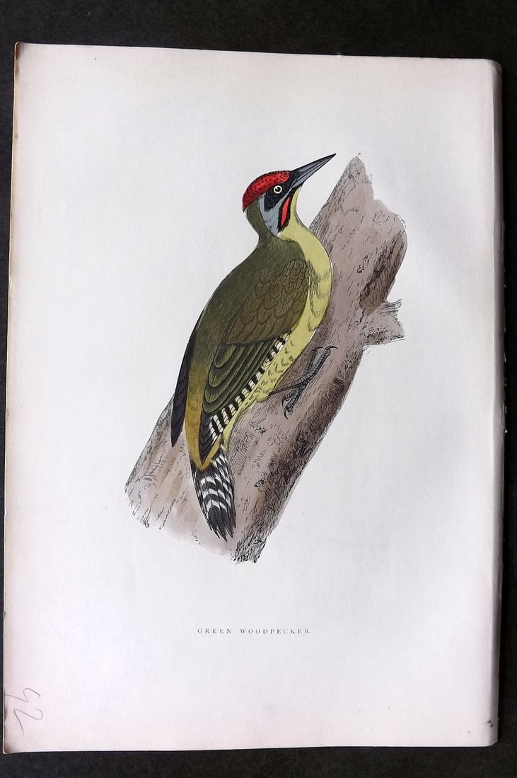 Morris, Francis 1903 Hand Col Bird Print. Green Woodpecker: Woodblock Published 1903, London for "A History of British Birds" by the Rev. Francis Orpen Morris. Printed in colours and finished by hand. Paper Size: 10 x 7 inch (25 x 18cm) Good Condition