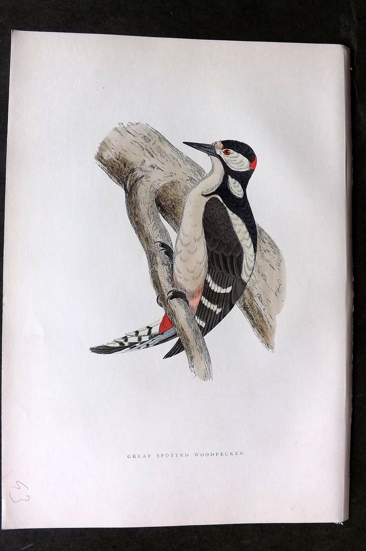 Morris, Francis 1903 Hand Col Bird Print. Great Spotted Woodpecker: Woodblock Published 1903, London for "A History of British Birds" by the Rev. Francis Orpen Morris. Printed in colours and finished by hand. Paper Size: 10 x 7 inch (25 x 18cm) Good Condition
