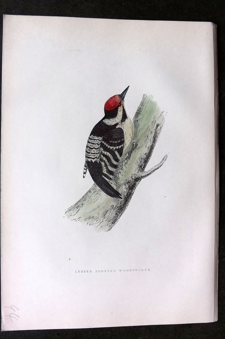 Morris, Francis 1903 Hand Col Bird Print. Lesser Spotted Woodpecker: Woodblock Published 1903, London for "A History of British Birds" by the Rev. Francis Orpen Morris. Printed in colours and finished by hand. Paper Size: 10 x 7 inch (25 x 18cm) Good Condition