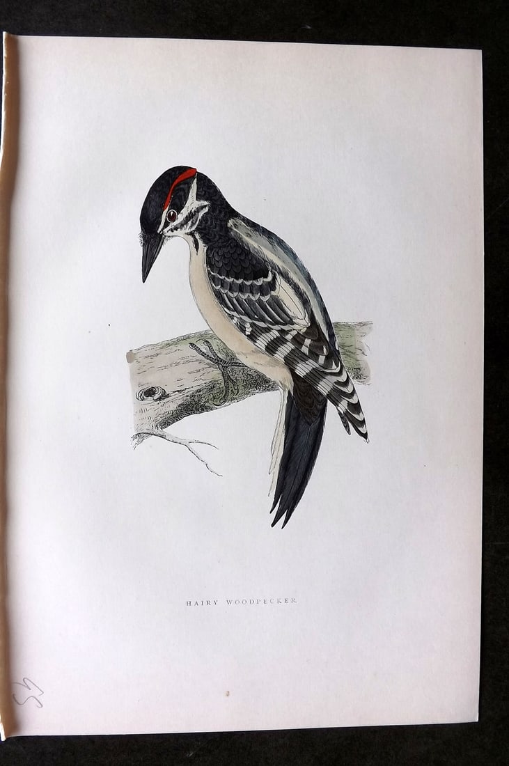 Morris, Francis 1903 Hand Col Bird Print. Hairy Woodpecker: Woodblock Published 1903, London for "A History of British Birds" by the Rev. Francis Orpen Morris. Printed in colours and finished by hand. Paper Size: 10 x 7 inch (25 x 18cm) Good Condition