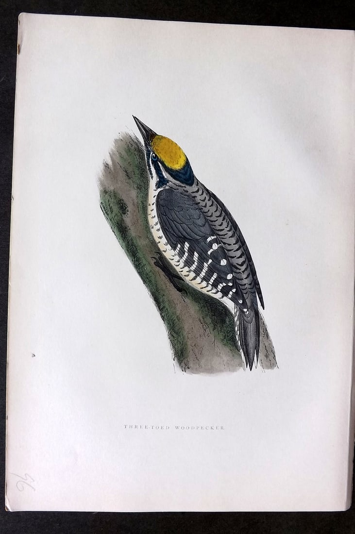 Morris, Francis 1903 Hand Col Bird Print. Three Toed Woodpecker: Woodblock Published 1903, London for "A History of British Birds" by the Rev. Francis Orpen Morris. Printed in colours and finished by hand. Paper Size: 10 x 7 inch (25 x 18cm) Good Condition