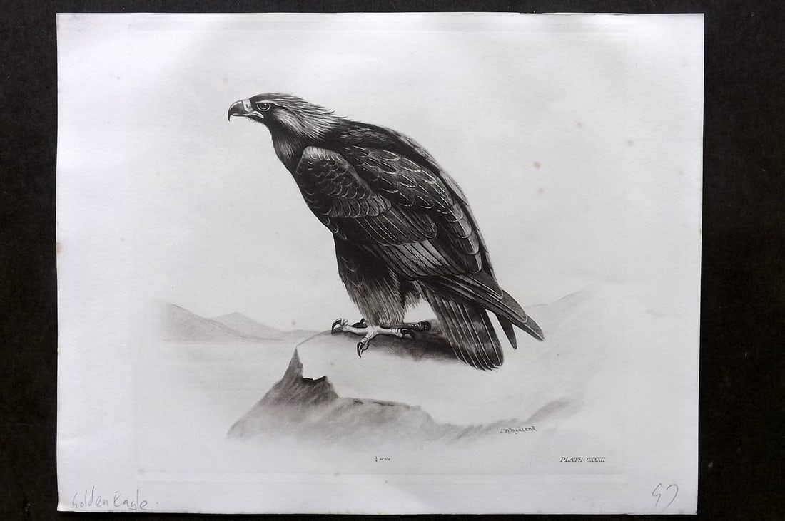 Medland, Lilian 1908 Folio Bird Print. Golden Eagle 132: Photgravure Published 1906-11, London for "The Birds of the British Isles" by Charles Stonham. Illustrated by Lilian M. Medland. Paper Size: 12 x 10 inch (31 x 25cm) Minor background tone spotting, ot