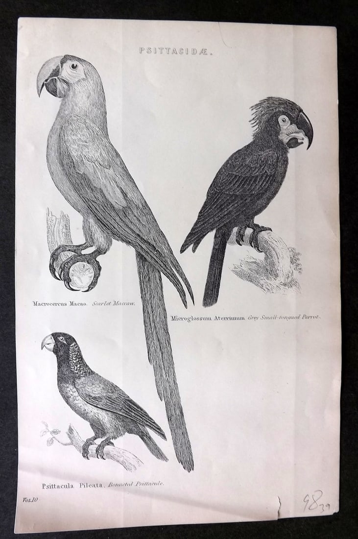 National Encyclopedia 1891 Antique Bird Print. Parrots: Engraving/Woodblock Published 1891-1901 by William Mackenzie, London for "The National Encyclopedia: A dictionary of Universal Knowledge" Paper Size: 10 x 6 inch (25 x 16cm) Good Condition