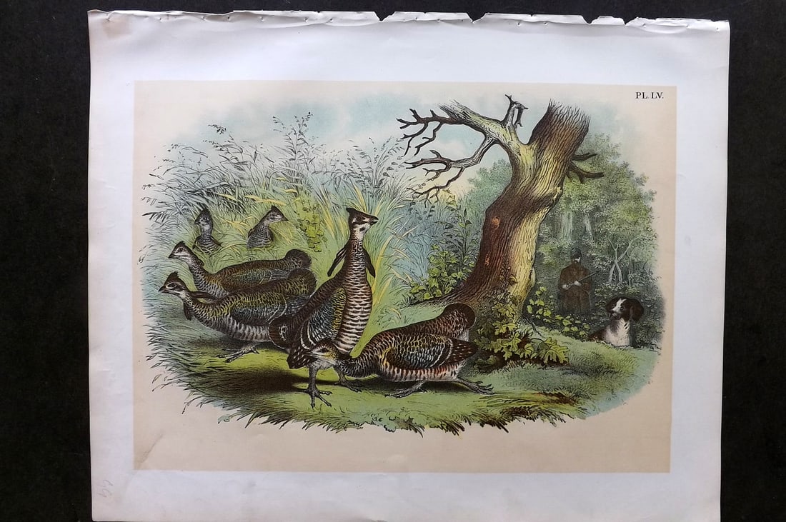 Studer, Jacob 1878 Folio USA Bird Print. Pinnated Grouse - Prairie Hen 35 (1 of 1)