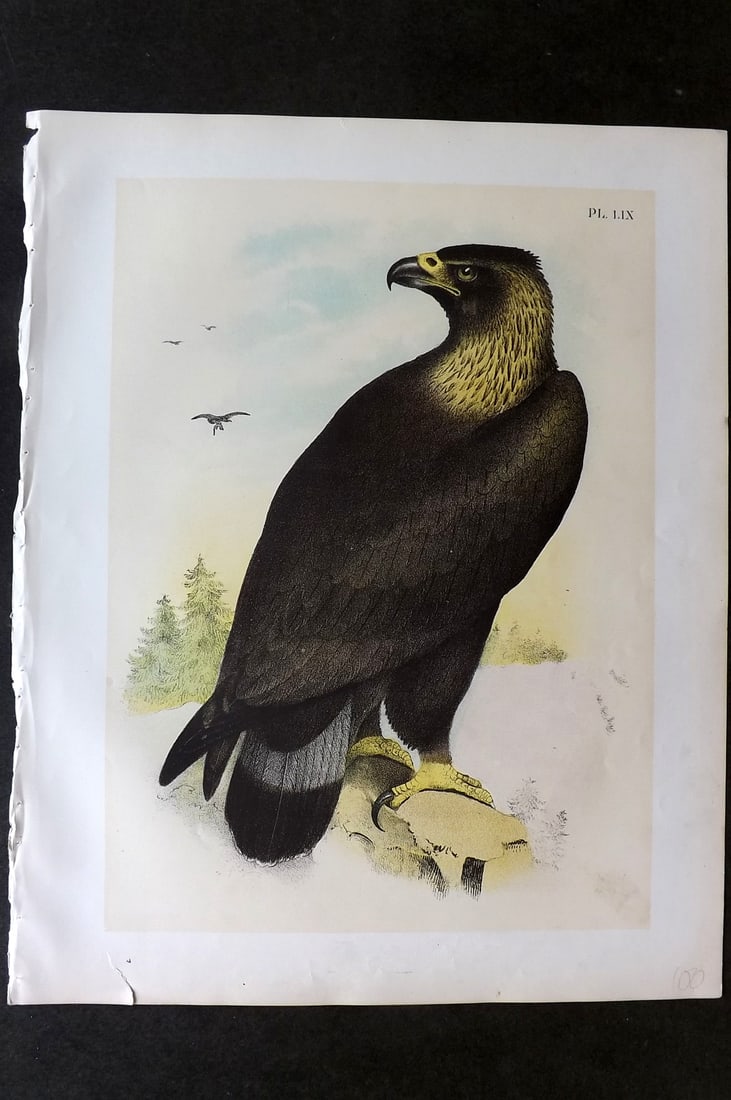 Studer, Jacob 1878 Folio USA Bird Print. Golden Eagle 59 (1 of 1)