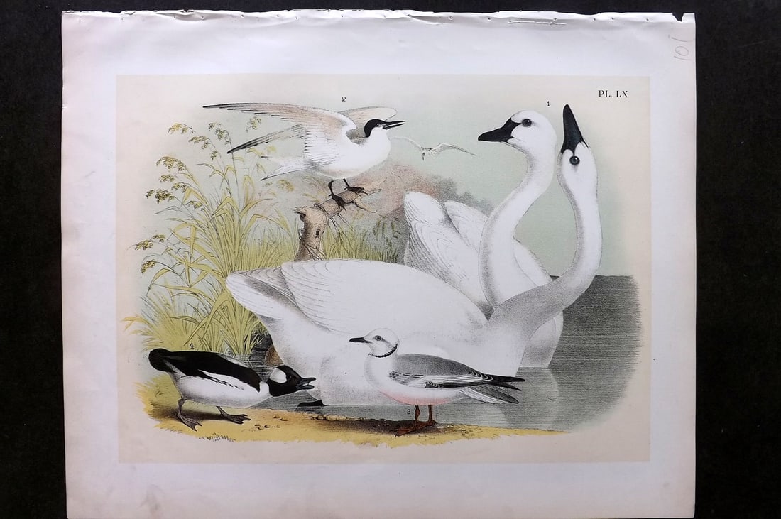 Studer, Jacob 1878 Folio USA Bird Print. American Whistling Swan, Tern, Gulls, Buffalo Headed Duck: Folio Lithographs Published 1878-81, New York for "The Birds of North America" by Jacob H. Studer, illustrated by Theodore Jasper. Paper Size: 14.5 x 11.5 inch (37 x 29cm) Good Condition