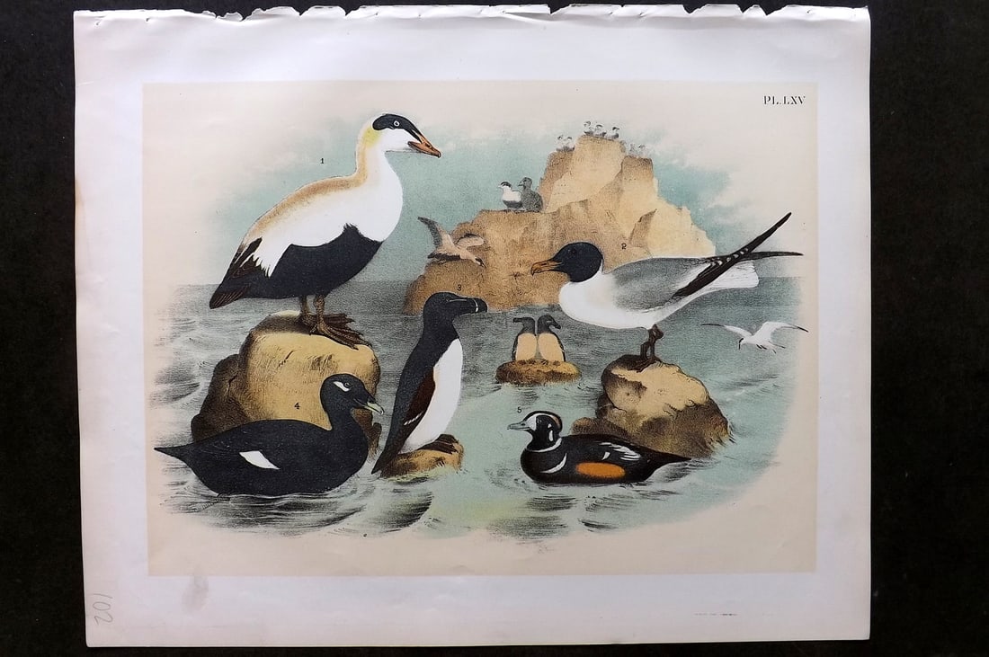 Studer, Jacob 1878 Folio USA Bird Print. Eider & Harlequin Ducks, Laughing Gull, Razol Billed Auk, (1 of 1)