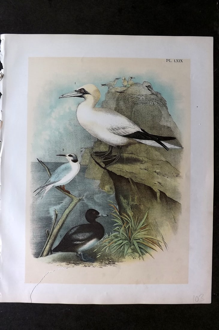Studer, Jacob 1878 Folio USA Bird Print. Gannet, Forster's Tern, Scaup Duck 69: Folio Lithographs Published 1878-81, New York for "The Birds of North America" by Jacob H. Studer, illustrated by Theodore Jasper. Paper Size: 14.5 x 11.5 inch (37 x 29cm) Bottom margin tear extending