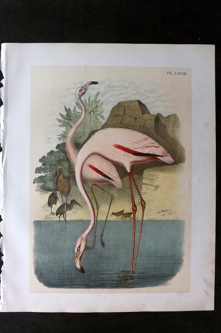 Studer, Jacob 1878 Folio USA Bird Print. American or Red Flamingo 68 (1 of 1)