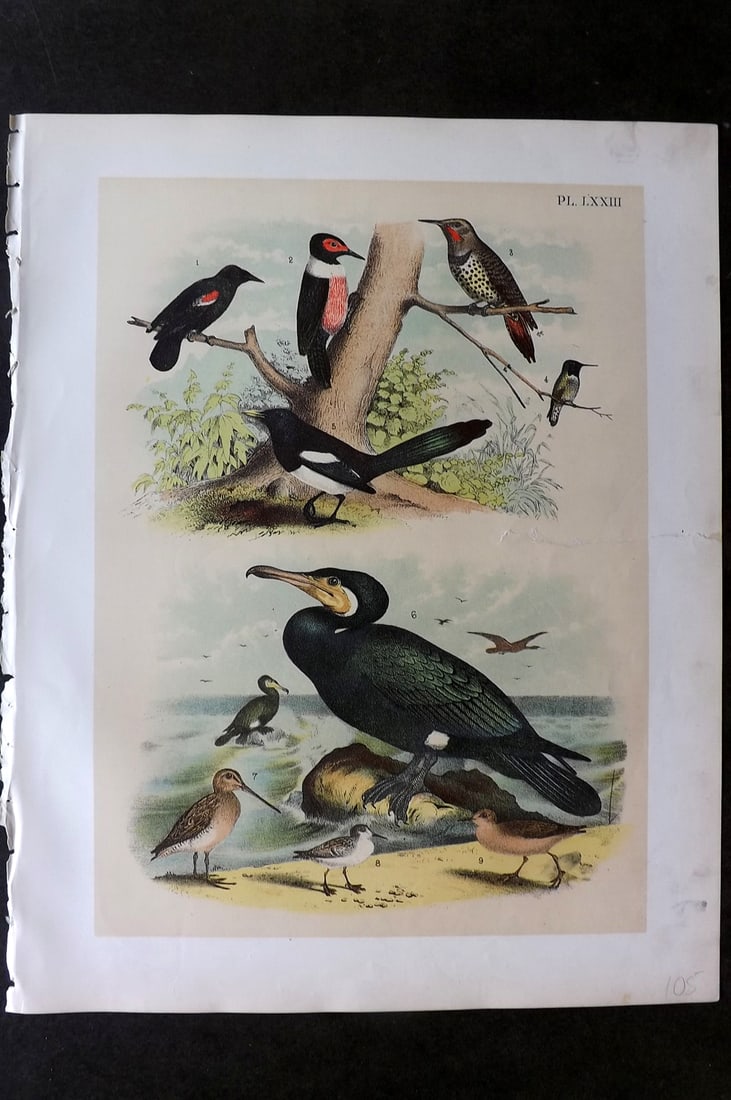 Studer, Jacob 1878 Folio USA Bird Print. Blackbird, Lewis' Woodpecker, Magpie, Hummingbird,: Folio Lithographs Published 1878-81, New York for "The Birds of North America" by Jacob H. Studer, illustrated by Theodore Jasper. Paper Size: 14.5 x 11.5 inch (37 x 29cm) Closed background tear, othe