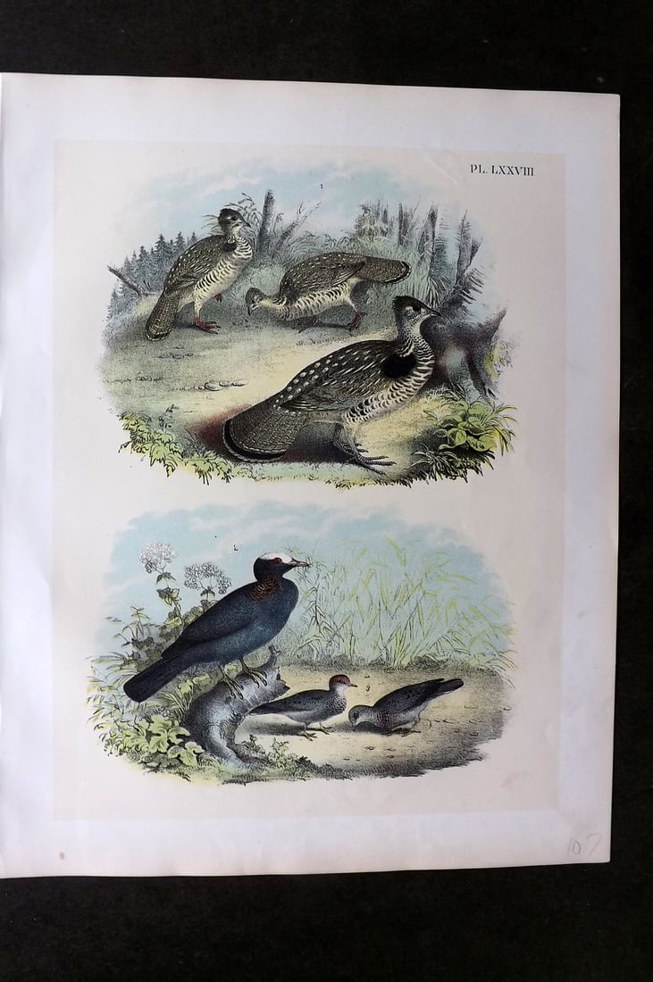 Studer, Jacob 1878 Folio USA Bird Print. Ruffe Grouse, White Crowned Pigeon, Ground Dove 78: Folio Lithographs Published 1878-81, New York for "The Birds of North America" by Jacob H. Studer, illustrated by Theodore Jasper. Paper Size: 14.5 x 11.5 inch (37 x 29cm) Good Condition